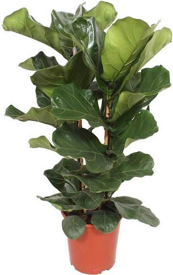 Ficus Lyrata 27cm
