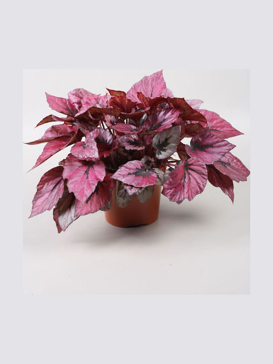 Βιγόνια Begonia Indian Summer Βιγόνια Begonia Indian Summer