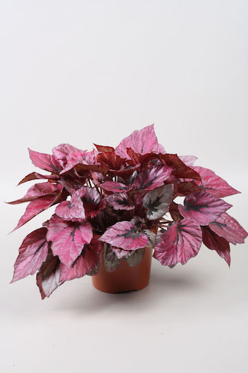 Βιγόνια Begonia Indian Summer