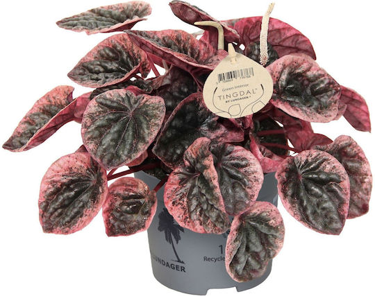 Πεπερόμια Peperomia Abricos