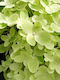 Hydrangea Graffiti 3lt
