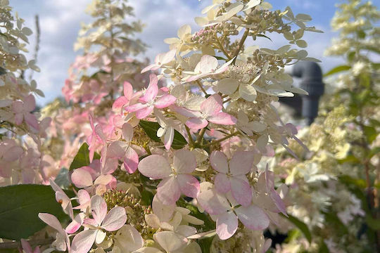 Hydrangea 'confetti ' 3lt Hydrangea 'confetti ' 3lt