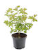 Viburnum Opulus Roseum 3L