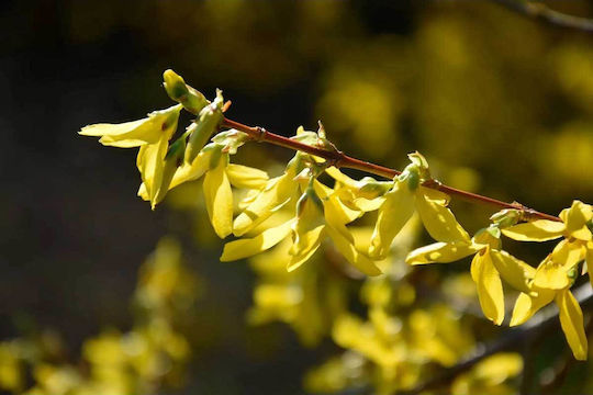 Forsythia Maree D’ 3lt Forsythia Maree D’ 3lt