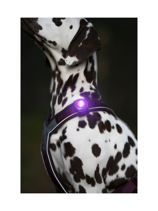 Orbiloc Hundehalsband Beleuchtetes Lila Orbiloc Hundehalsband Beleuchtetes Lila