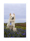 Light Orbiloc Dog Dual Blue