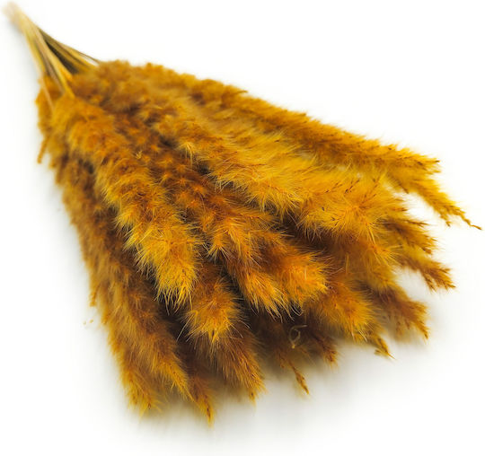 Mini Pampas Grass Mustard