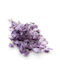 Monatlicher Getrockneter Lunaria Lavendel