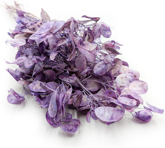 Monatlicher Getrockneter Lunaria Lavendel