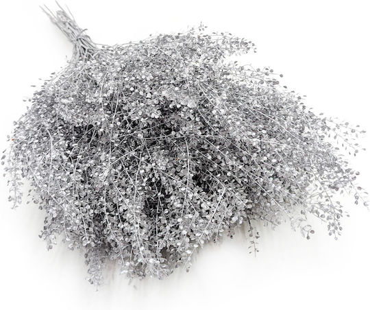 Dried Lepidium Lepidium Sativum Silver
