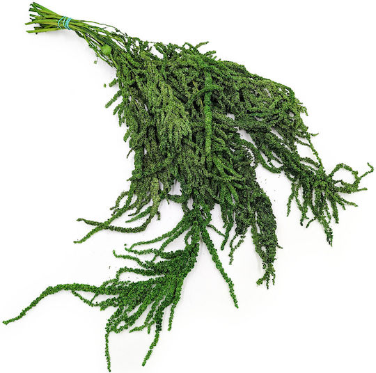 Amarant Stabilizat Amarant Verde