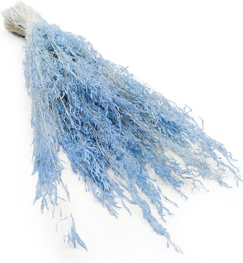 Dried Trembling Grass Briza Segromigno Blue