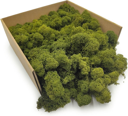 Reindeer Moss Finnish Cleaned Olive 50g Net