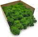 Reindeer Moss Finnish Cleaned Forest Green 50g Net