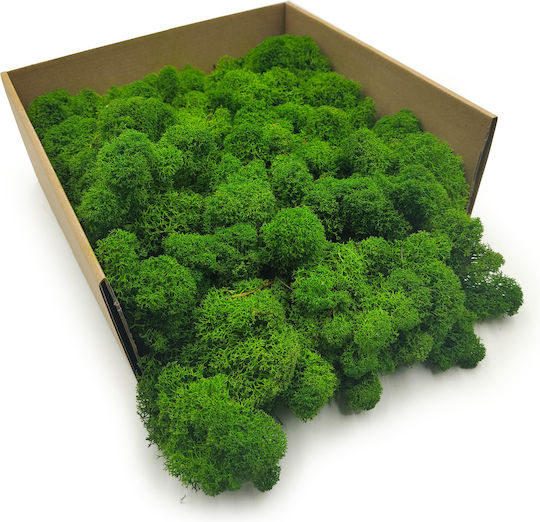 Reindeer Moss Finnish Cleaned Forest Green 50g Net