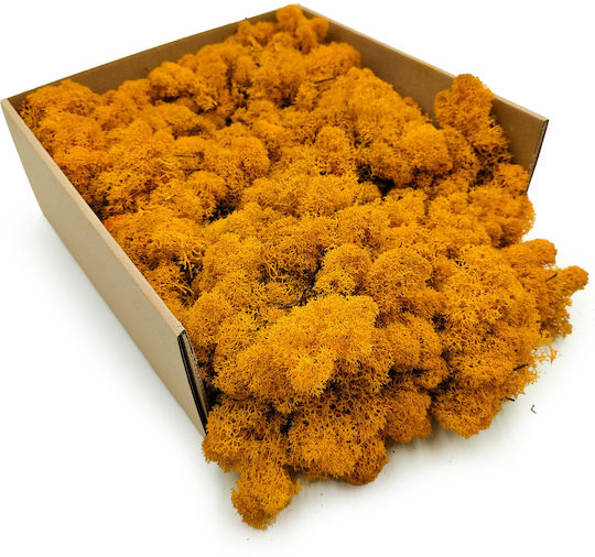 Mușchi Ren Lichen Finlandez Curățat Galben Închis 250g Net