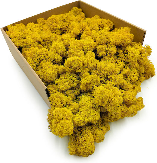 Reindeer Moss Finnish Cleaned Yellow 250g Net