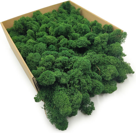 Reindeer Moss Finnish Cleaned Bottle Green 50g Net