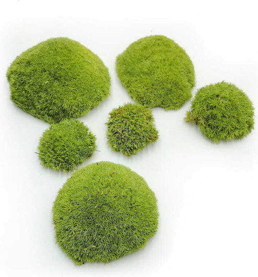 Moss Cushion Light Green Natural 0.062m² 40x15cm France