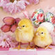 Easter Napkins Chicks 33x33cm 20pcs