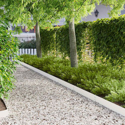 vidaXL Metal Garden Hedge in White Color 1m x 1...