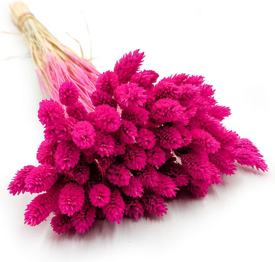 Dried Phalaris Canary Canary Grass Fuchsia