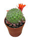 Rebutia Albiareolata 5.5cm