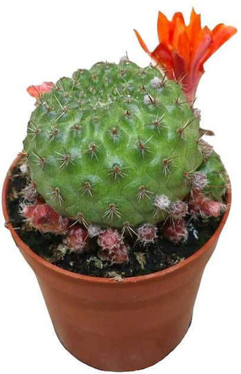 Rebutia Albiareolata 5.5cm Rebutia Albiareolata 5.5cm