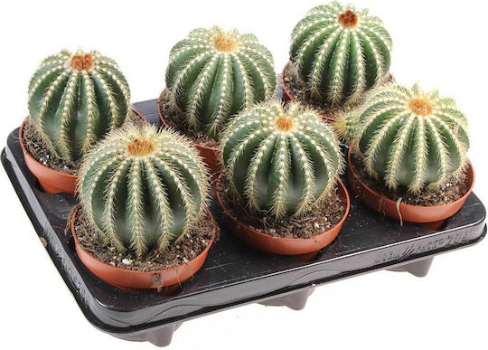 Notocactus Magnificus 10.5cm