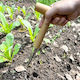 Planter 3KHP37