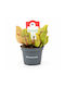 Sarracenia Purpurea Venosa – Sarracenia Topfpflanze