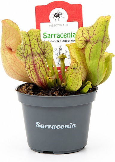 Sarracenia Purpurea Venosa – Sarracenia Topfpflanze Sarracenia Purpurea Venosa – Sarracenia Topfpflanze