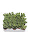 Crassula Lactea 5.5cm