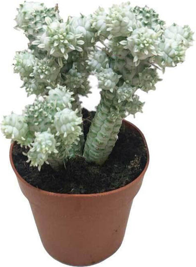 Euphorbia Mam F Variegata 8.5cm Euphorbia Mam F Variegata 8.5cm