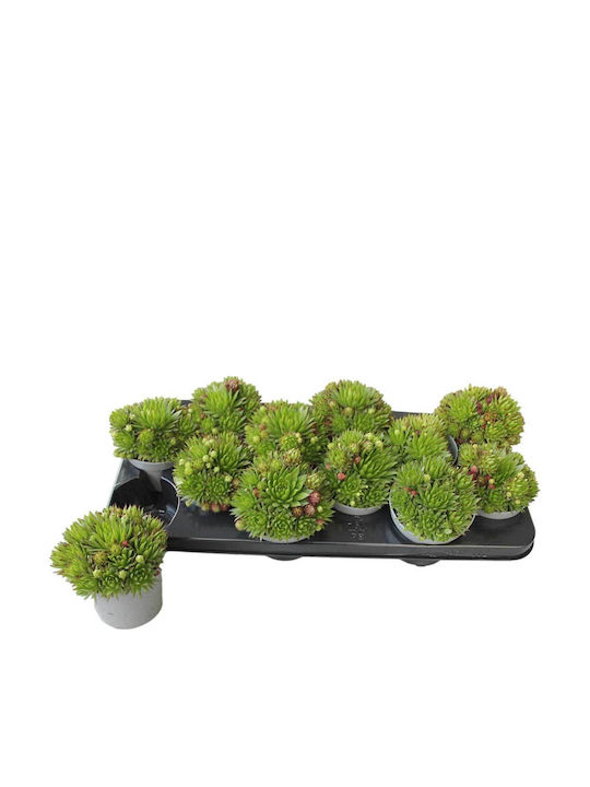 Jovibarba Hirta 10.5cm