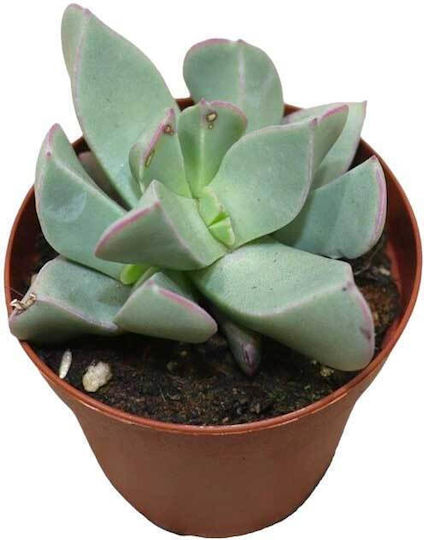 Machairophyllum Brevifolium 5.5cm Machairophyllum Brevifolium 5.5cm