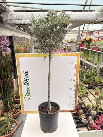 "αριζόνα Μονομπαλο" Cupressus Arizonica Stem "αριζόνα Μονομπαλο" Cupressus Arizonica Stem
