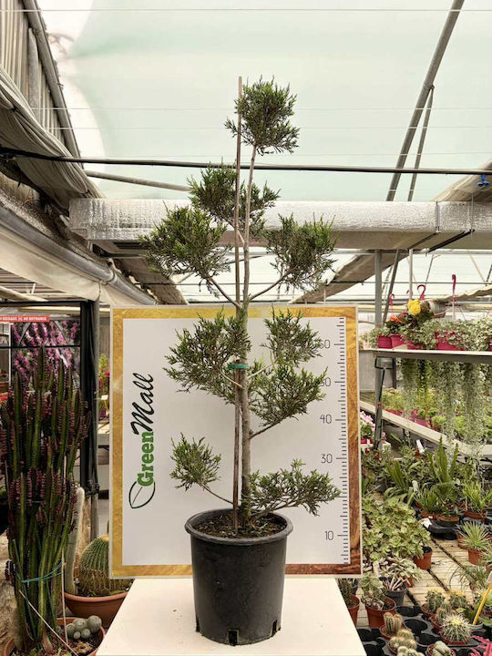 Cupressus Leyland Pon-pon Cupressus Leyland Pon-pon