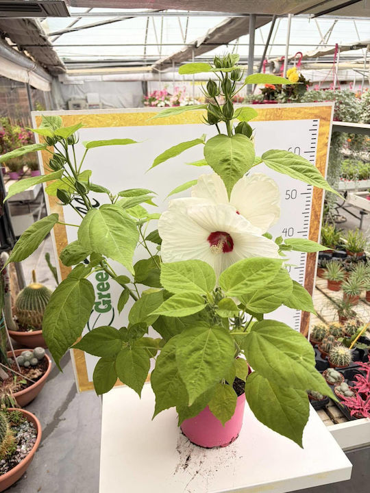 Хибискус Hibiscus Luna XXL Бял