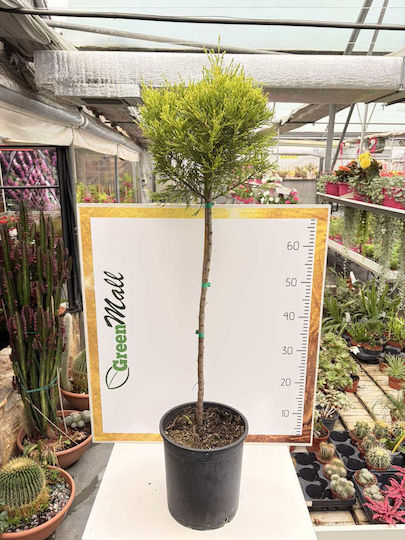 Zitronen-Cupressus Monoblock Stem