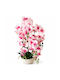 Orhidee Artificială Decorativă 70cm Alb Ghiveci 87553-2