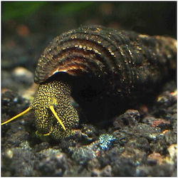 Spotted Rabbit Snail