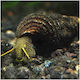Gespotter Kaninchen-Schnecke