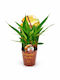 Тайландски Джинджифил Alpinia Galanga – 12 см