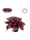 Βιγόνια Begonia Leaves Magic Lambada