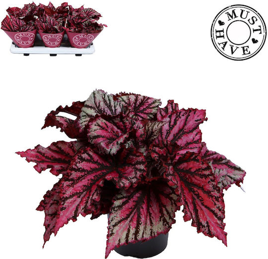 Frunze Begonia Magic Lambada