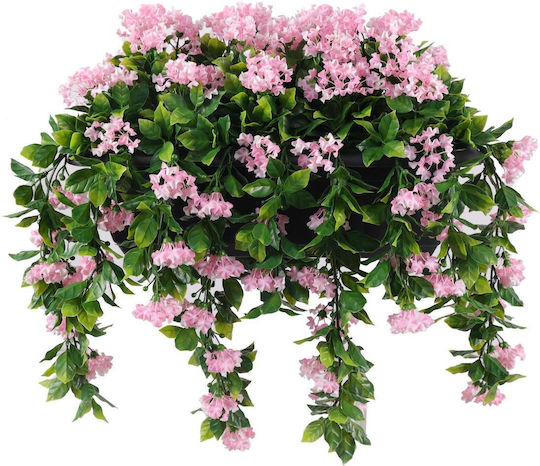 Plantă Decorativă De Liliac Indian