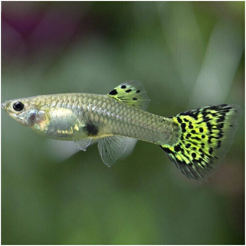 Guppy Weiblich Grüne Cobra 2-2,5cm