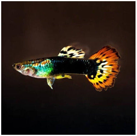 Guppy Mascul Tuxedo Dragon Head 3.5 Cm