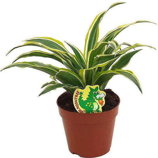 Dracaena 'surprise' 12cm Dracaena 'surprise' 12cm